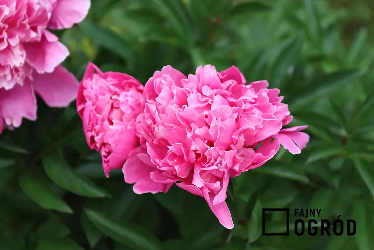 Peonia 'Karl Rosenfield'