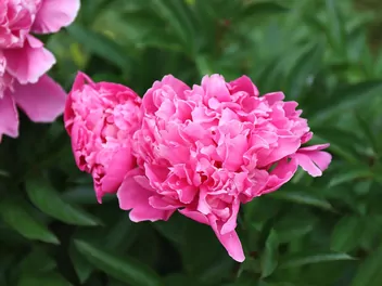 Piwonia chińska 'Karl Rosenfield' - zdjęcie 3