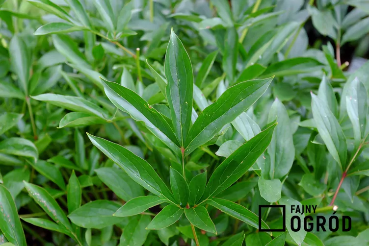 Piwonia chińska 'Karl Rosenfield'