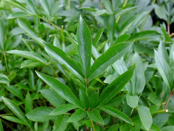 Piwonia chińska 'Karl Rosenfield' - zdjęcie 4