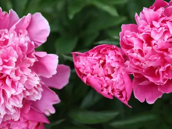 Piwonia chińska 'Karl Rosenfield' - zdjęcie 5