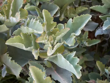 Zdjęcie ilustrujące kalanchoe beharensis