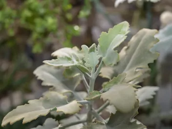 Kalanchoe beharensis - zdjęcie 2