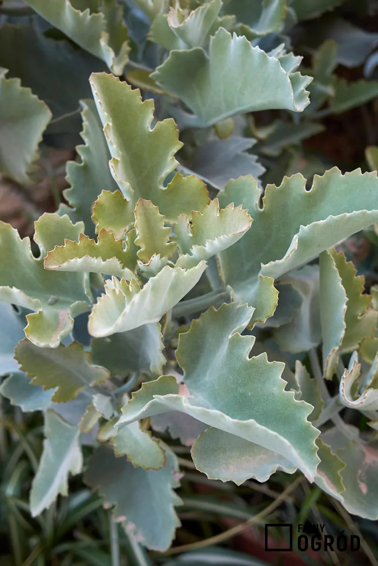 Kalanchoe beharensis