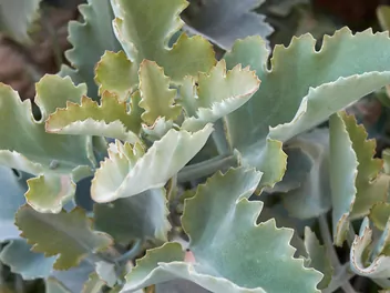 Kalanchoe beharensis - zdjęcie 3