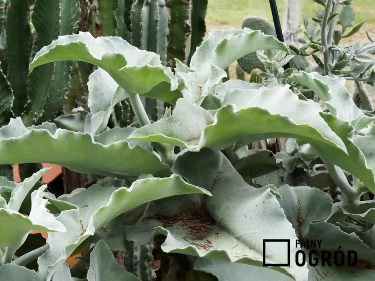 Kalanchoe beharensis