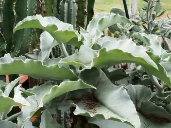 Kalanchoe beharensis - zdjęcie 4