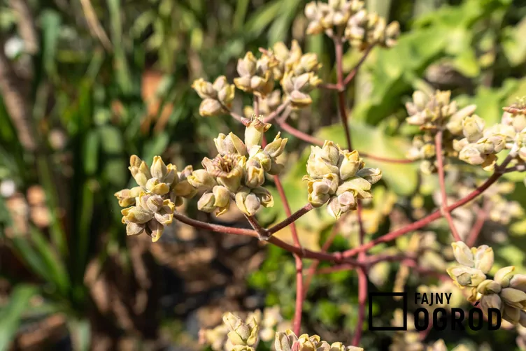 Kalanchoe beharensis - zdjęcie 5