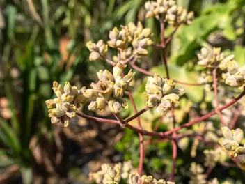 Kalanchoe beharensis - zdjęcie 5
