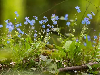 Ilustracja rośliny niezapominajka leśna