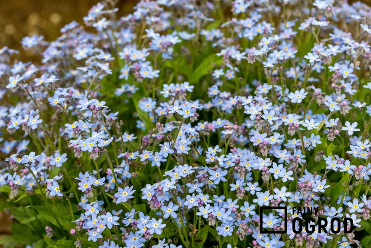 Niezapominajka leśna