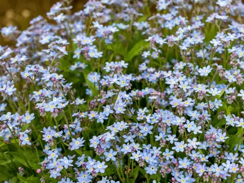 Niezapominajka leśna - zdjęcie 2