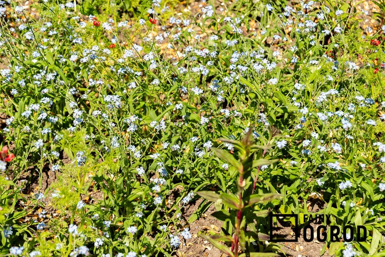 Niezapominajka leśna