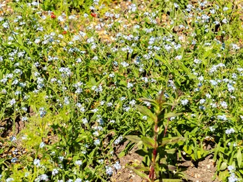 Niezapominajka leśna - zdjęcie 3