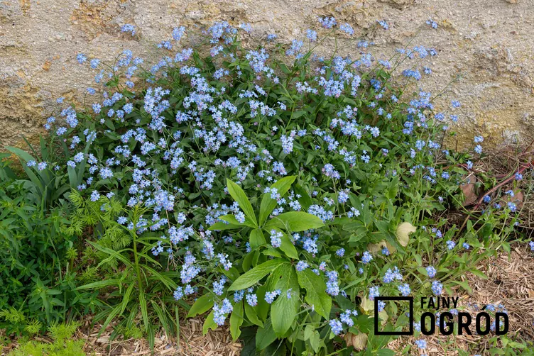 Niezapominajka leśna