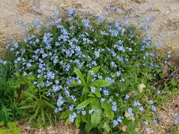 Niezapominajka leśna - zdjęcie 4