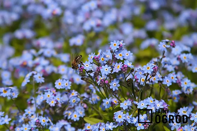 Niezapominajka leśna - zdjęcie 5