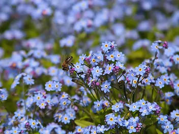 Niezapominajka leśna - zdjęcie 5