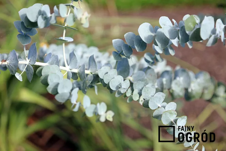 Eukaliptus popielaty