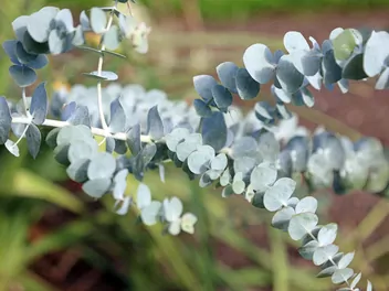 Eukaliptus popielaty - zdjęcie 2