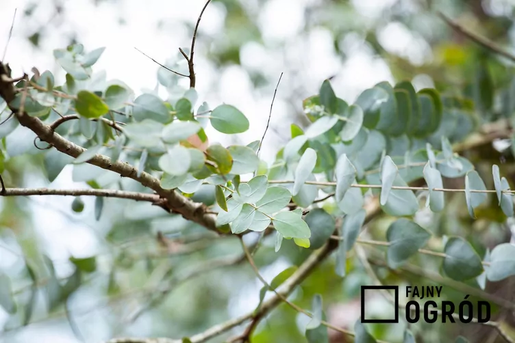 Eukaliptus popielaty