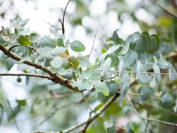 Eukaliptus popielaty - zdjęcie 3