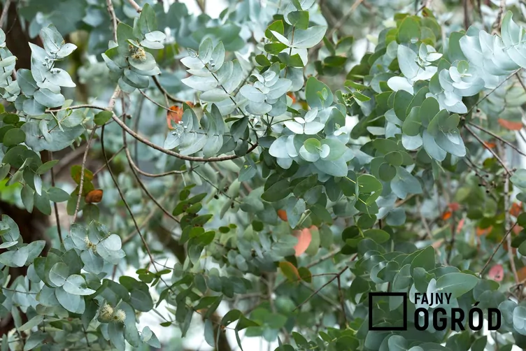 Eukaliptus popielaty