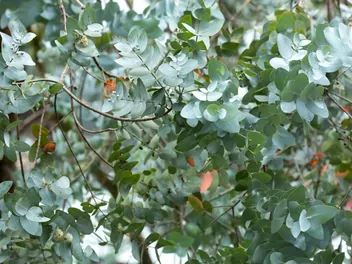 Eukaliptus popielaty - zdjęcie 4