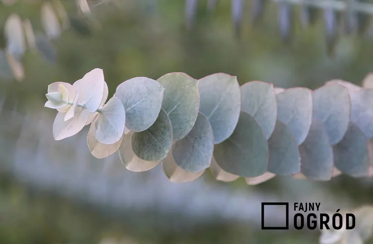 Eukaliptus popielaty - zdjęcie 5