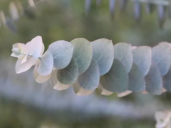 Eukaliptus popielaty - zdjęcie 5