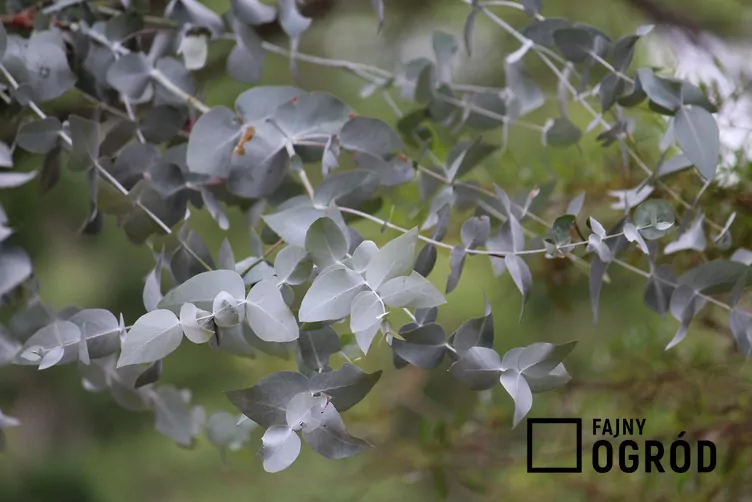 eukaliptus-popielaty-1 Eukaliptus popielaty