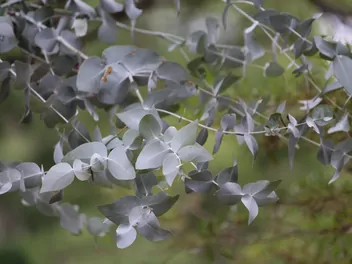 Ilustracja rośliny eukaliptus popielaty