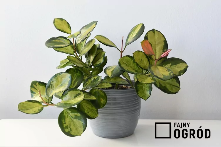 Woskownica australijska