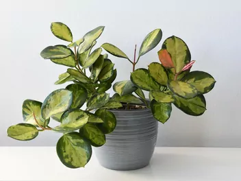 Hoja australijska - zdjęcie 2