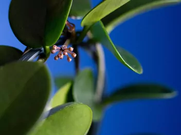 Hoja australijska - zdjęcie 3