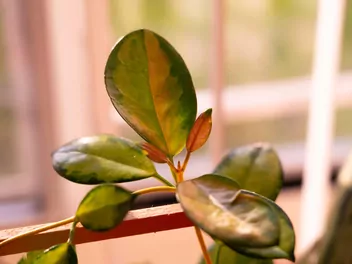 Hoja australijska - zdjęcie 4