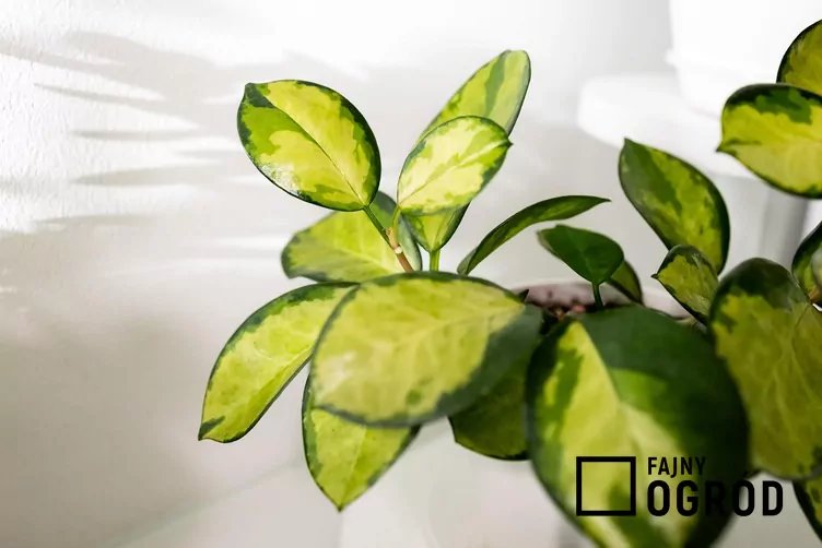 Hoja australijska - zdjęcie 5