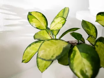 Hoja australijska - zdjęcie 5