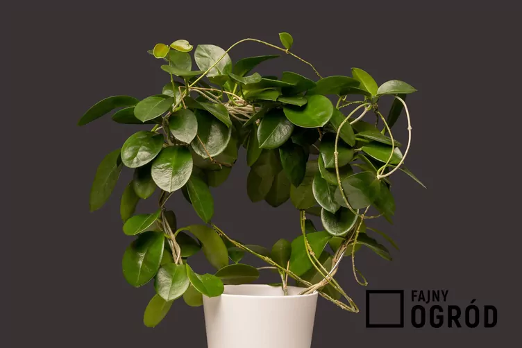 hoja-australijska-1 Hoja australijska