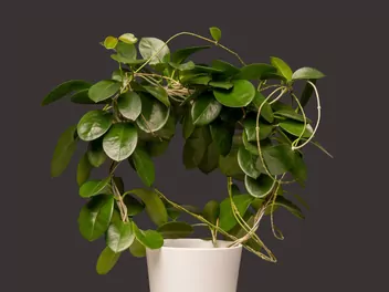 Zdjęcie ilustrujące hoja australijska