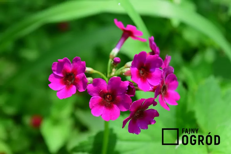 Pierwiosnek japoński