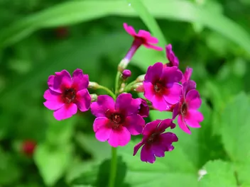 Ilustracja rośliny pierwiosnek japoński