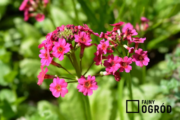 Pierwiosnek japoński