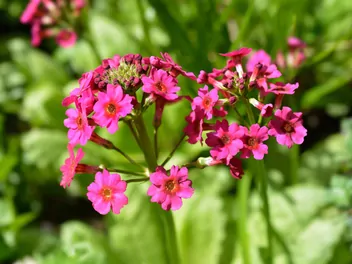 Pierwiosnek japoński - zdjęcie 2