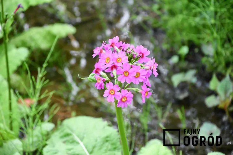 Pierwiosnek japoński