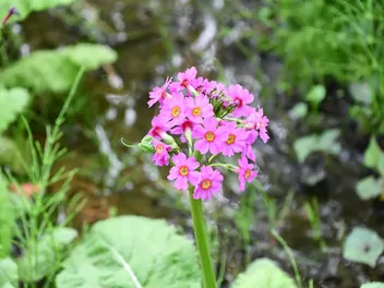 Pierwiosnek japoński - zdjęcie 3