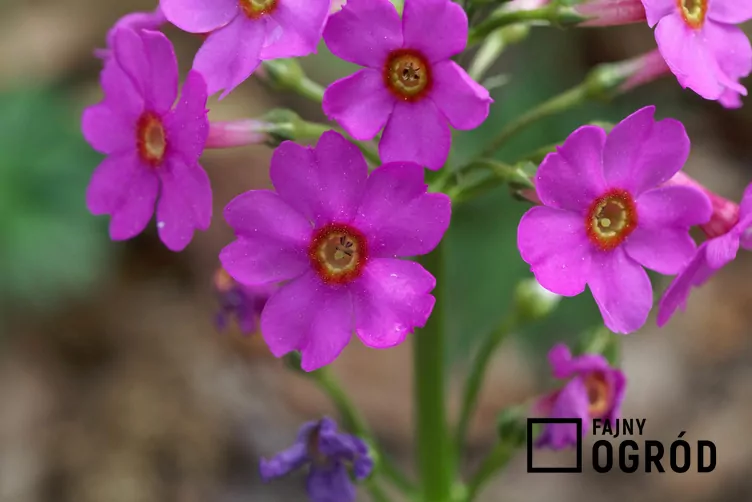 Pierwiosnek japoński