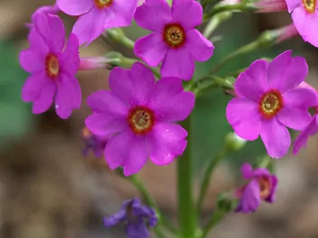 Pierwiosnek japoński - zdjęcie 4