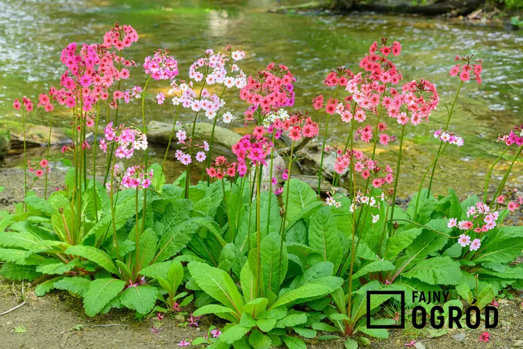 Pierwiosnek japoński - zdjęcie 5