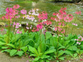 Pierwiosnek japoński - zdjęcie 5